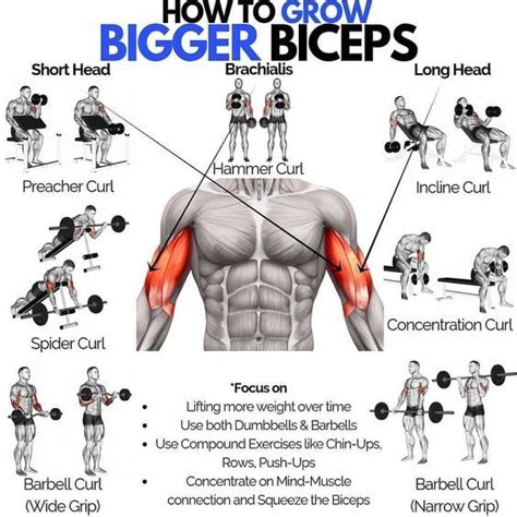 How To Grow Bigger Biceps | Big arm workout, Dumbbell bicep workout ...