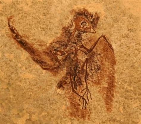 A tail of two wings: The fossil that reveals the swift and the ...