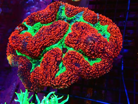 SYMPHYLLIA INDO ULTRA RED For Sale (). TOP Care facts. Reefs4Less.com