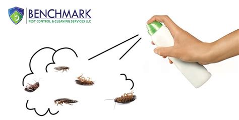 Cockroach Pest Control Why It Matters | PestproUAE