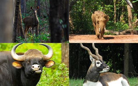 Odisha Wildlife – Holiday Mechanic