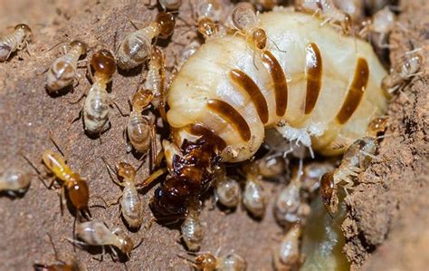 All You Need to Know about Termite Queens - Complete Guide