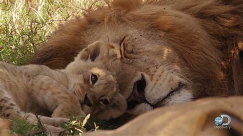 Adorable Lion Cubs Frolic as their Parents Look On - YouTube