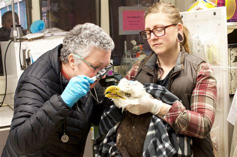 How to Rescue a Bald Eagle, Audubon-Society-of-Portland-Style | Audubon