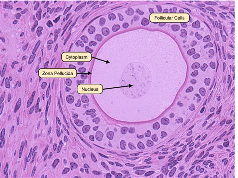 The late primary follicle stage is achieved when the follicular cells ...