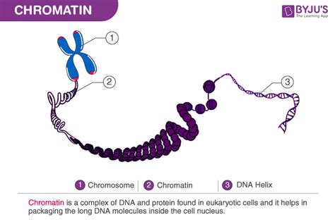 Chromosome Diagram