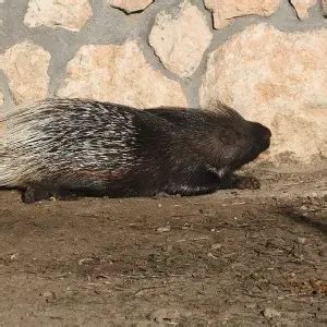 Cape Porcupine - Facts, Diet, Habitat & Pictures on Animalia.bio