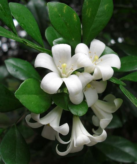 Orange Jasmine | 花, 植物, 花草