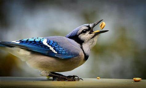 What Do Blue Jays Eat? Here’s What Their Diet Look Like