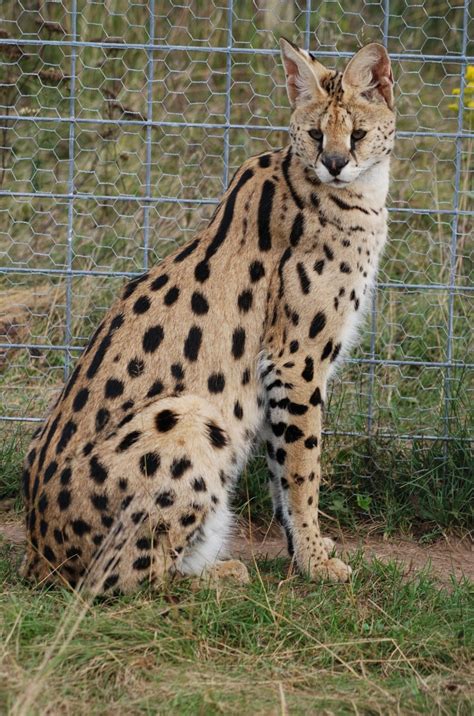 Do serval cats make good house pets? - BC SPCA