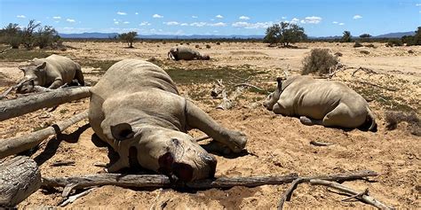 Private game reserve bemoans lack of government support after four ...