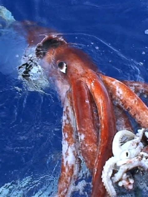 Giant Squid Pictures | Bruin Blog