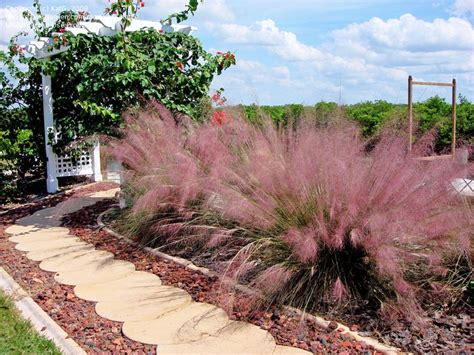 Muhly Grass - Perfect Plants Nursery - Pink Flower Color - Drought ...