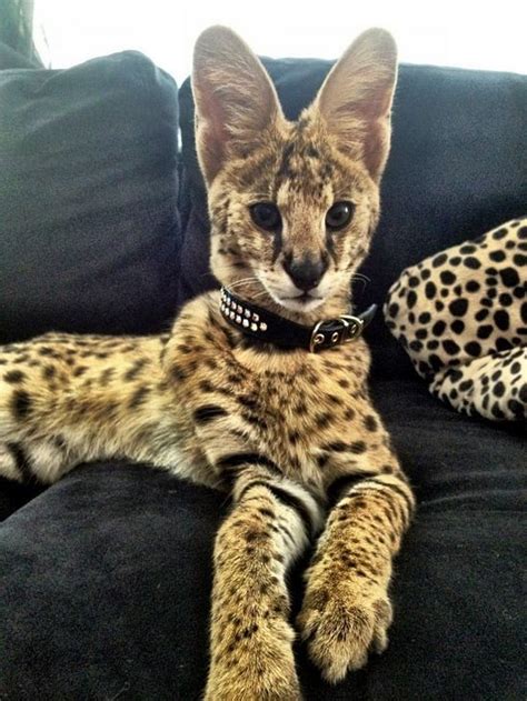 12 Interesting Facts about Serval Pets – Stat Scripts