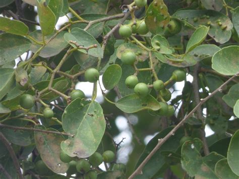 Cordia dichotoma G. Forster by Prashanth MB on 20 June 2015