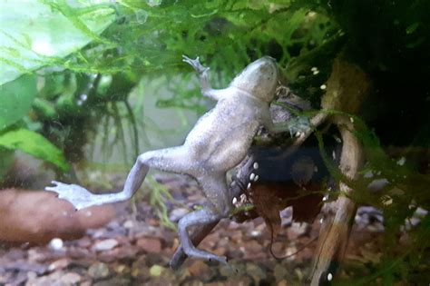 African Dwarf Frog: Comprehensive and Complete Care Guide