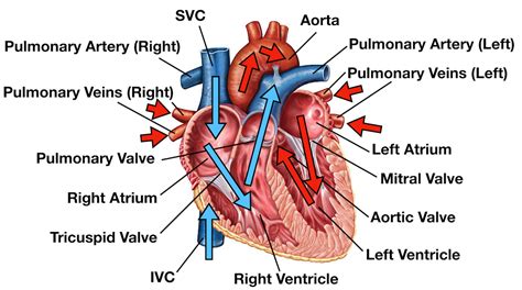 Heart Blood Flow | Simple Anatomy Diagram, Cardiac Circulation Pathway ...