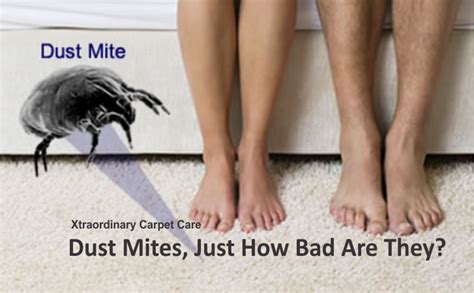 How Do You Know If Your Carpet Has Dust Mites Or Not | www ...