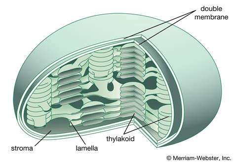 Lamella | chloroplast membrane | Britannica