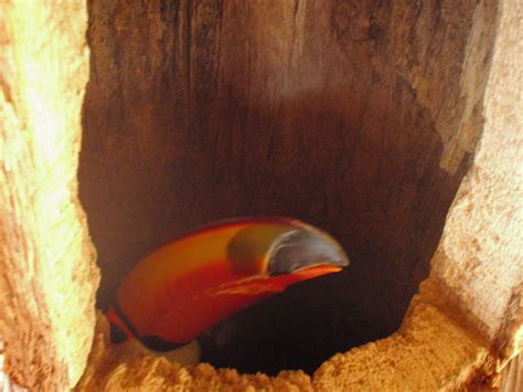 Toco toucan incubating eggs in nest | Adventures in Toucanland