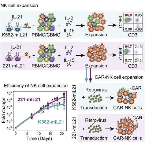 Superior Expansion and Cytotoxicity of Human Primary NK and CAR-NK ...