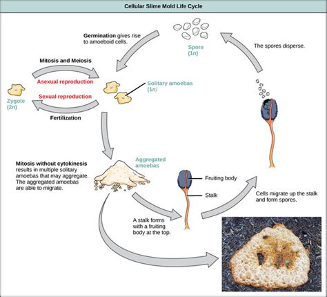 23.2B: Protist Life Cycles and Habitats - Biology LibreTexts