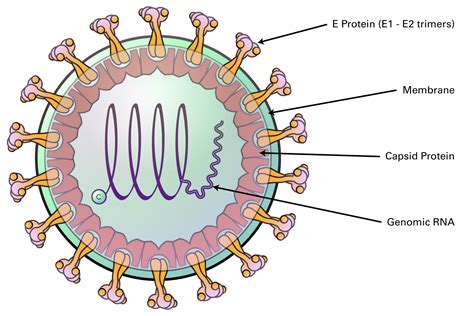 Togaviridae (Measles) | LSBio