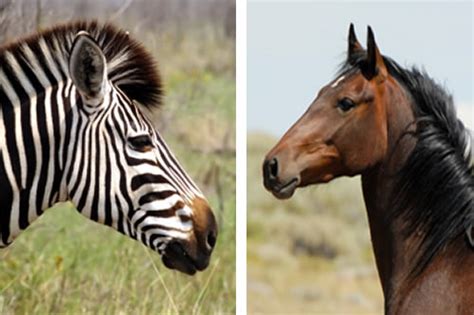 Zebra and Horse - A bit similar? - Dallas Equestrian Center