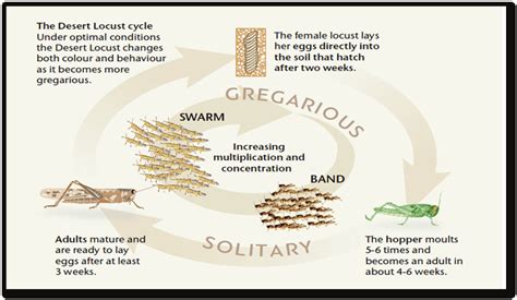 Life Cycle Of Desert Locust