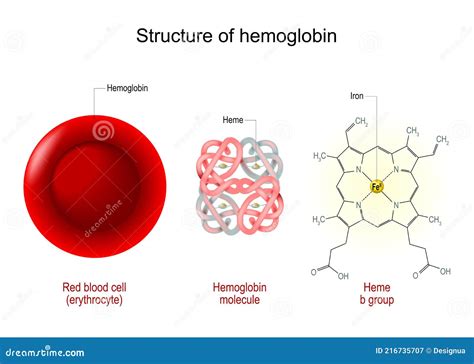 Hemoglobin Anatomy