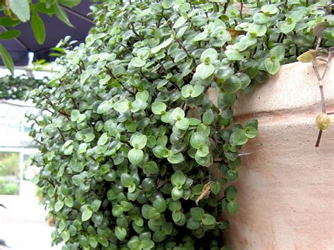 Callisia repens (Turtle Vine) - World of Succulents | Planting ...