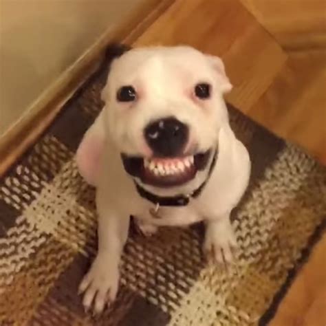 Say CHEESE! Or Maybe Bacon? Ten Great Smiling Dogs - ILoveDogsAndPuppies