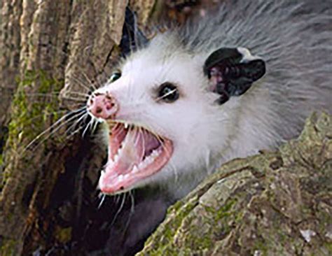 14 things you don't know about the opossum - pennlive.com