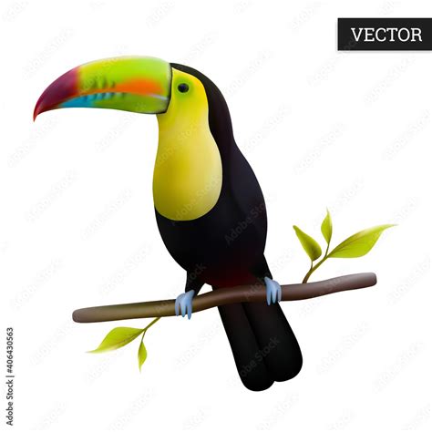 Keel-billed Toucan isolated on a white background. Realistic ...