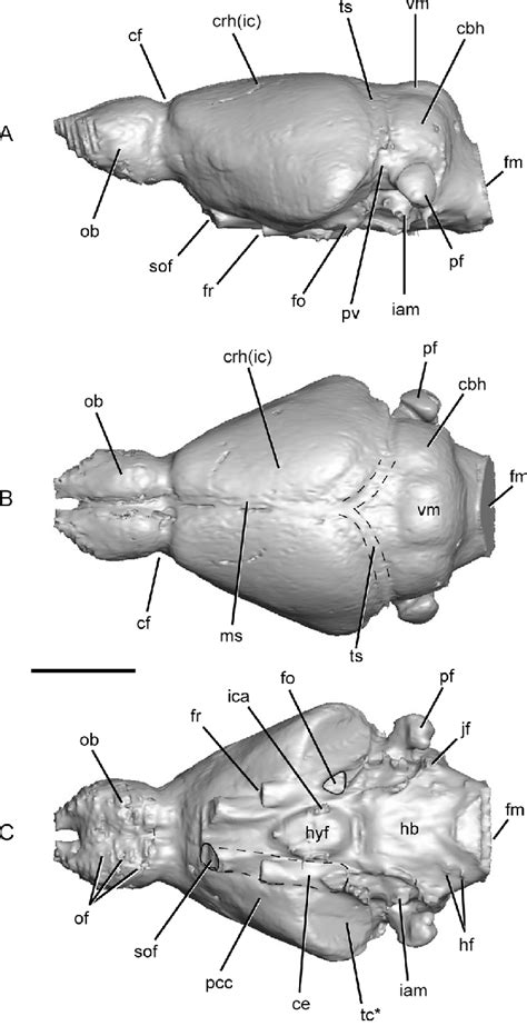 Digital rendering of the cranial endocast of an adult female ...