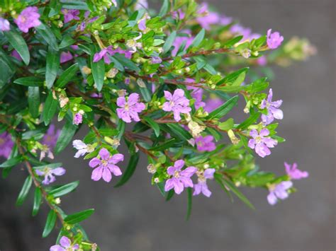 Cuphea hyssopifolia | GF - Cuphea - common names Cigar Flower ...