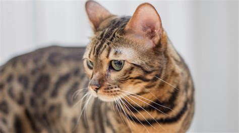 Bengal Cats | Pet Health Insurance & Tips