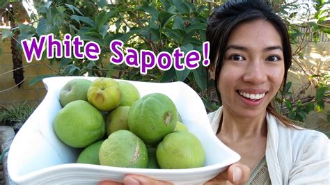 Eating Exotic White Sapote! - YouTube