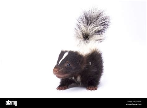 Baby striped skunk Cut Out Stock Images & Pictures - Alamy