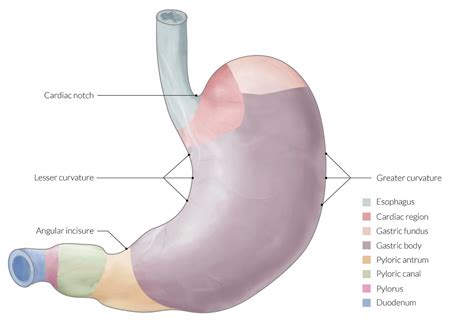 Curling Vs Cushing Ulcer - Pathogenesis Of Diseases Of The Stomach Ppt ...