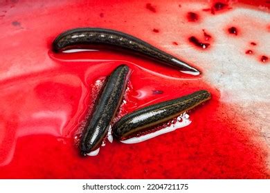 Many Leeches Blood On Leech Farm Stock Photo 2204721175 | Shutterstock