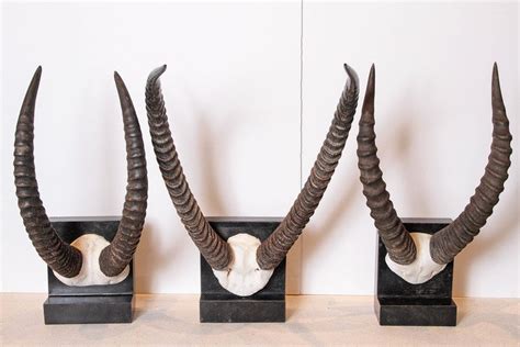 Vintage African Sable Antelope Horns For Sale at 1stdibs