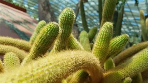 Free Monkey Tail Cactus Care & Plant Growing Guide