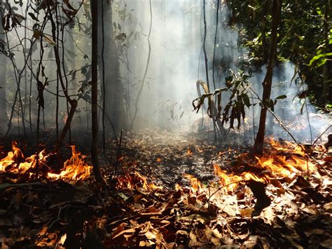 Study Shows Impacts of Deforestation and Forest Burning on Amazon ...