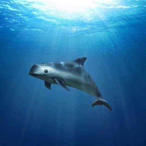 Vaquita. Most rare marine mammal. Possibly fewer than 60. Dark patches ...