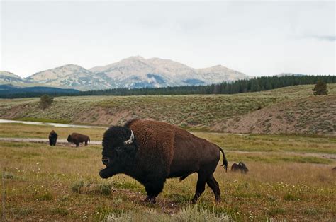 «American Bison Roaming A Grassy Field» del colaborador de Stocksy ...