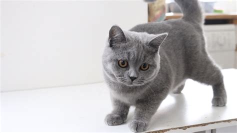 British Shorthair Kittens: Personality, Health, Grooming