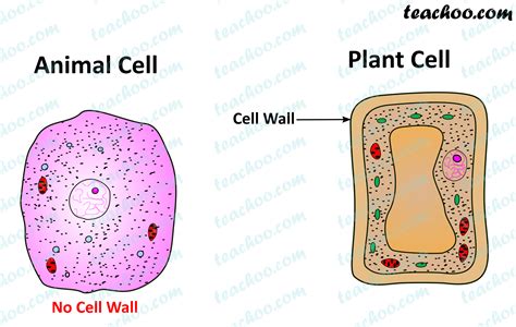 Important Points of Cell Wall - Chapter 8 Class 8 Cells - Notes