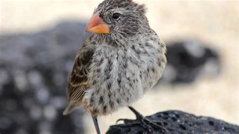 Galapagos finches combat killer maggots with scientists' help ...