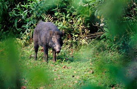 Wild Boar | Wildlife, Habitats, Wild boar